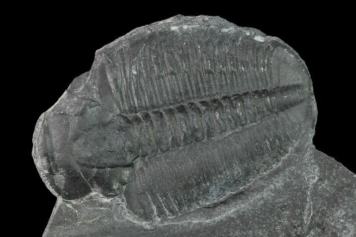 Elrathia Trilobite Molt Fossil - Utah - House Range #140126